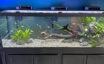 somethingFISHY