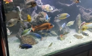 somethingFISHY