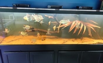 somethingFISHY