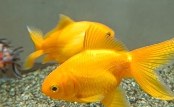 AQUARIUM FISH ARGENTINA