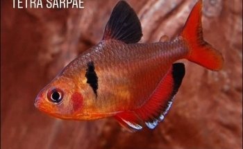 AQUARIUM FISH ARGENTINA
