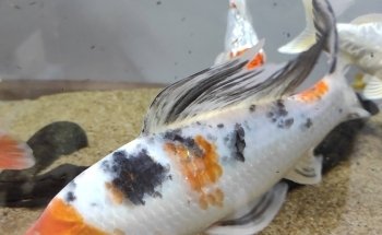 AQUARIUM FISH ARGENTINA