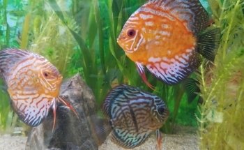AQUARIUM FISH ARGENTINA