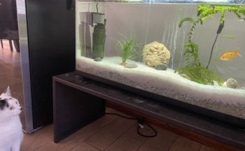 AQUARIUM FISH ARGENTINA