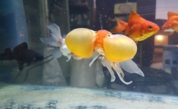 AQUARIUM FISH ARGENTINA