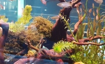 AQUARIUM FISH ARGENTINA