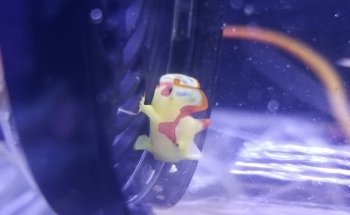 Aquatic Treasures