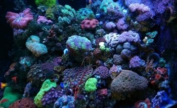 Aquatic Treasures