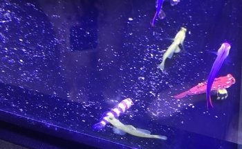 Aquatic Treasures