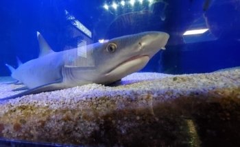 Seaport Aquarium