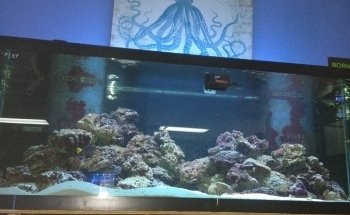 Aquarium- Tropical Fish & Supply, Inc