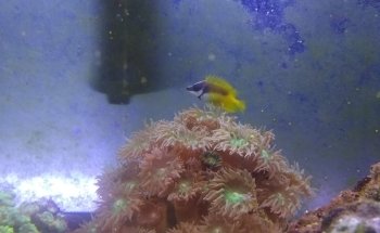 Aquarium- Tropical Fish & Supply, Inc