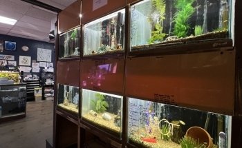 Aquarium- Tropical Fish & Supply, Inc