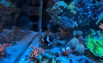 Aquarium- Tropical Fish & Supply, Inc