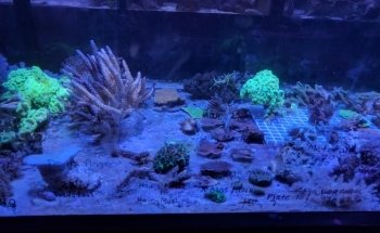 Aquarium- Tropical Fish & Supply, Inc