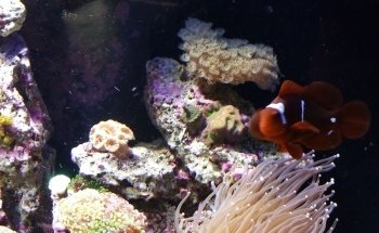 Aquarium- Tropical Fish & Supply, Inc
