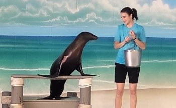 Institute For Marine Mammal Studies
