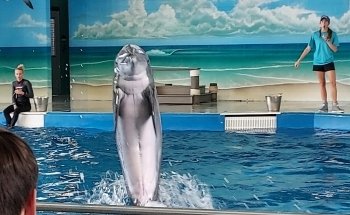 Institute For Marine Mammal Studies
