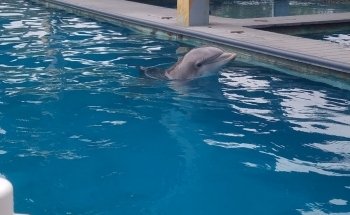 Institute For Marine Mammal Studies