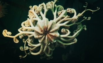 Marine Life Center
