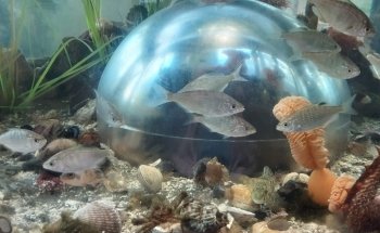 Marine Life Center