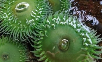 Marine Life Center