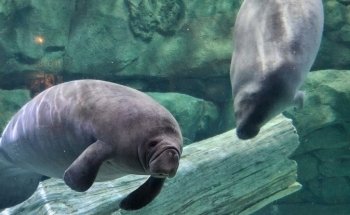 Manatee Springs