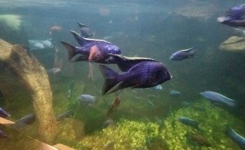 Manatee Springs