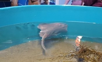 Maine State Aquarium