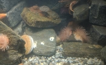Maine State Aquarium