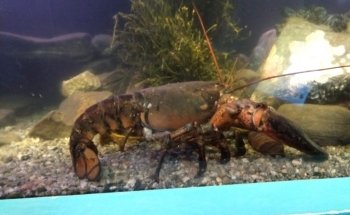 Maine State Aquarium