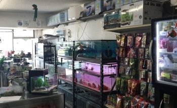 Lotus Aquarium