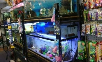 Lotus Aquarium