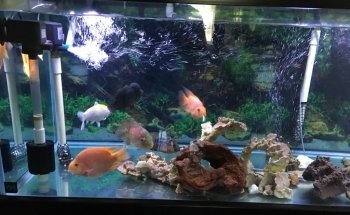 Lotus Aquarium