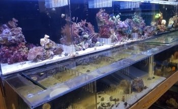Lotus Aquarium