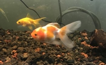 MANU ACUARIO (LLAMAR ANTES DE VENIR , DE MADRUGADA DEJAR MENSAJE ) ES EL PRIMER HOME FISH DE LA ARGENTINA