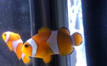 MANU ACUARIO (LLAMAR ANTES DE VENIR , DE MADRUGADA DEJAR MENSAJE ) ES EL PRIMER HOME FISH DE LA ARGENTINA