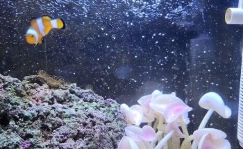 MANU ACUARIO (LLAMAR ANTES DE VENIR , DE MADRUGADA DEJAR MENSAJE ) ES EL PRIMER HOME FISH DE LA ARGENTINA