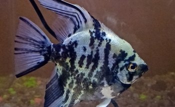 MANU ACUARIO (LLAMAR ANTES DE VENIR , DE MADRUGADA DEJAR MENSAJE ) ES EL PRIMER HOME FISH DE LA ARGENTINA