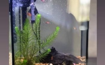 MANU ACUARIO (LLAMAR ANTES DE VENIR , DE MADRUGADA DEJAR MENSAJE ) ES EL PRIMER HOME FISH DE LA ARGENTINA