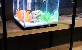 MANU ACUARIO (LLAMAR ANTES DE VENIR , DE MADRUGADA DEJAR MENSAJE ) ES EL PRIMER HOME FISH DE LA ARGENTINA