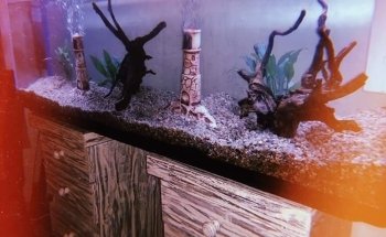 MANU ACUARIO (LLAMAR ANTES DE VENIR , DE MADRUGADA DEJAR MENSAJE ) ES EL PRIMER HOME FISH DE LA ARGENTINA