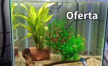 MANU ACUARIO (LLAMAR ANTES DE VENIR , DE MADRUGADA DEJAR MENSAJE ) ES EL PRIMER HOME FISH DE LA ARGENTINA