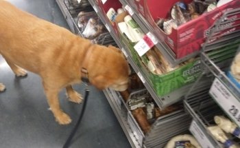 Pet Supplies Plus Normal