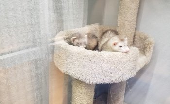 Pet Supplies Plus Normal