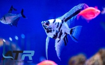 A Tropical Reef