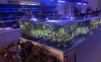 A Tropical Reef