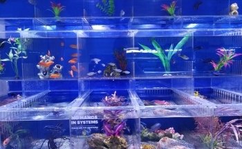 A Tropical Reef