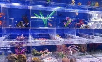 A Tropical Reef