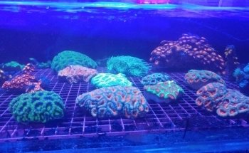 A Tropical Reef